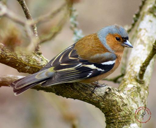 Chaffinch 8R84D-22.JPG